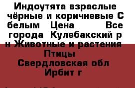 Индоутята взраслые чёрные и коричневые С белым › Цена ­ 450 - Все города, Кулебакский р-н Животные и растения » Птицы   . Свердловская обл.,Ирбит г.